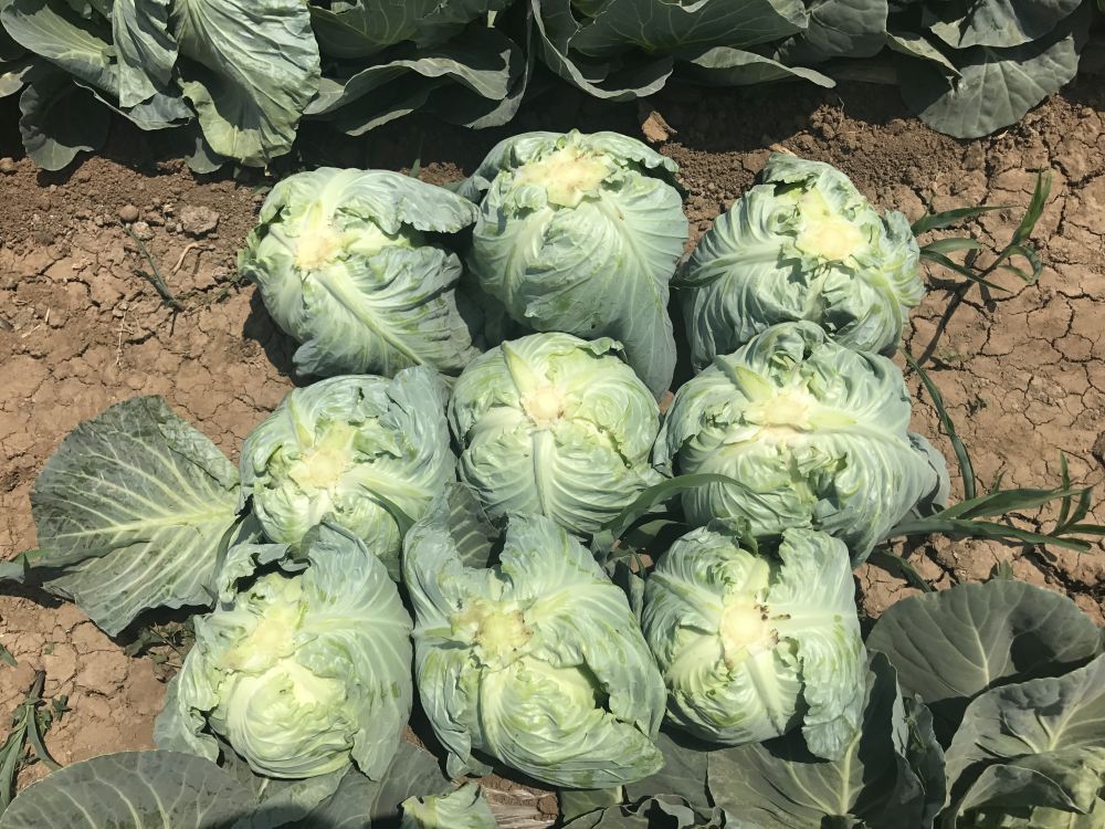 Cabbage